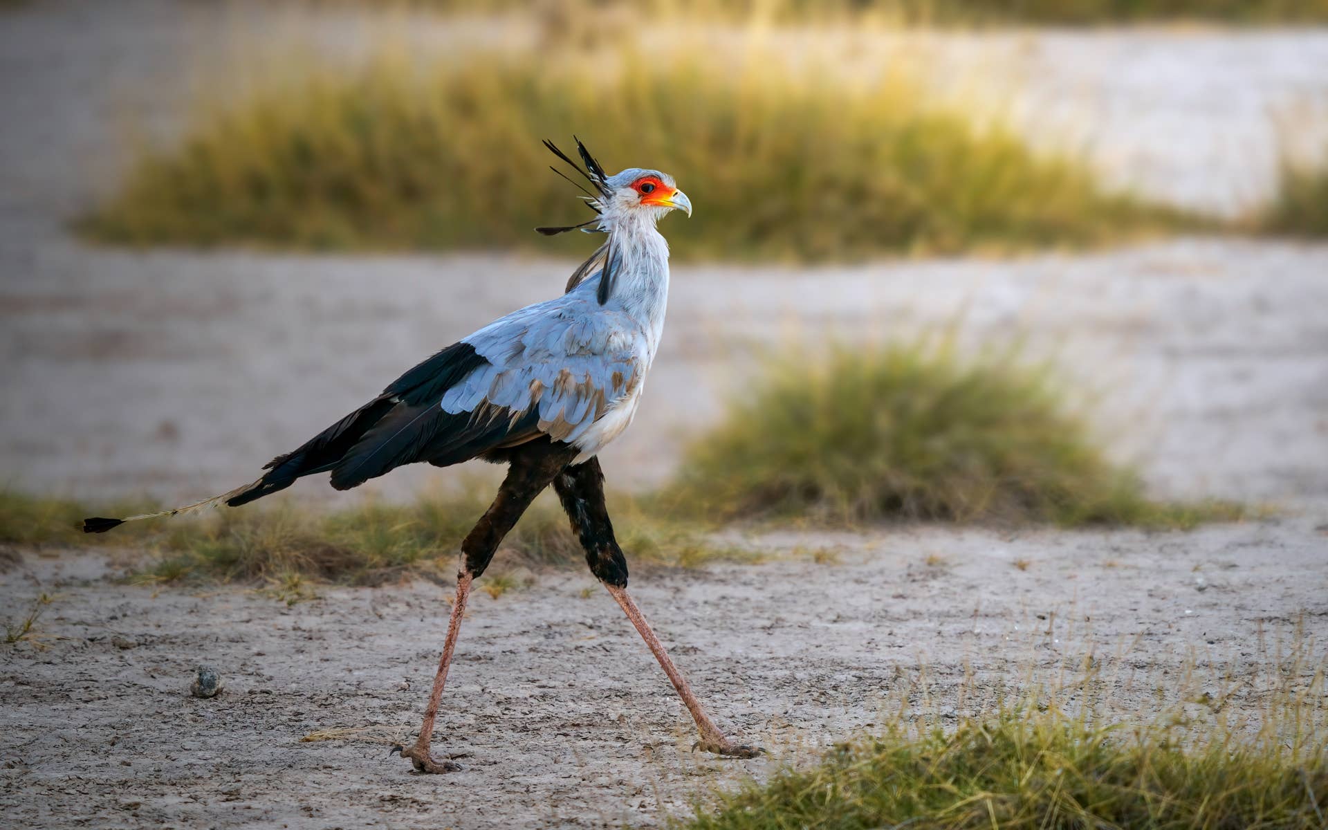 African Raptor Looks More Like a Runway Model Than a Predator - Parade Pets