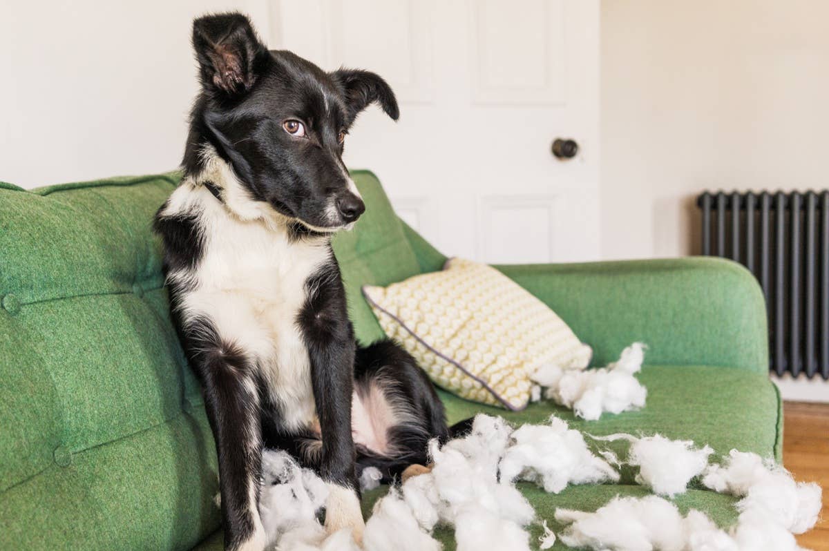 Why Your Dog Is Misbehaving, According to 3 Dog Trainers - Parade Pets