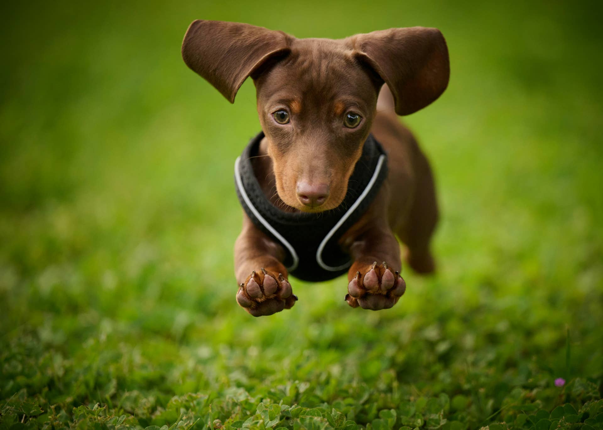 Tiny Dapple Dachshund Puppy Trotting Down the Hallway Is Basically ‘All Ears and No Gears’