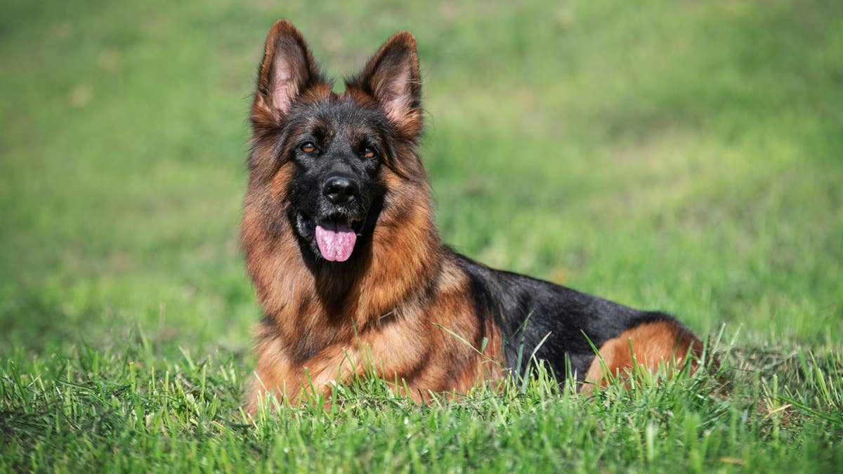 German Shepherd and Emu Bestie Play the Cutest Game of Zoomie Tag ...