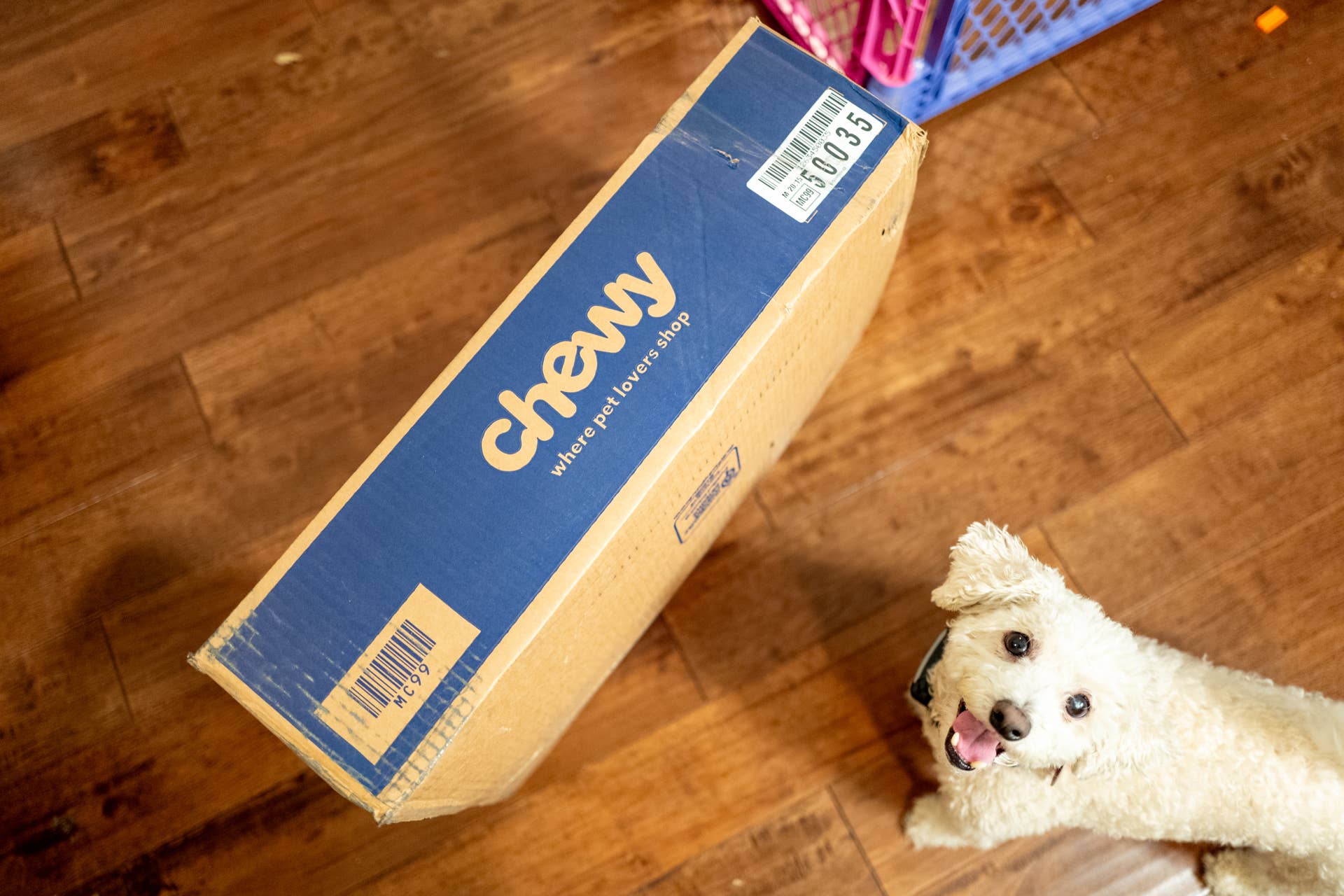 Chewy's Playful Pumpkin Costume Is Cute for Dogs and Cats - Parade Pets