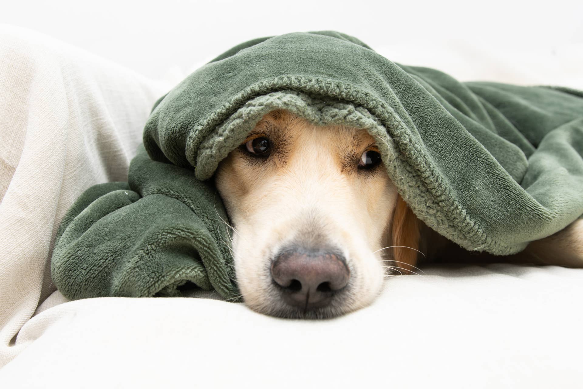 Pyramind Dog 5 Best Calming Products for Dogs to Help Them Relax - Parade Pets
