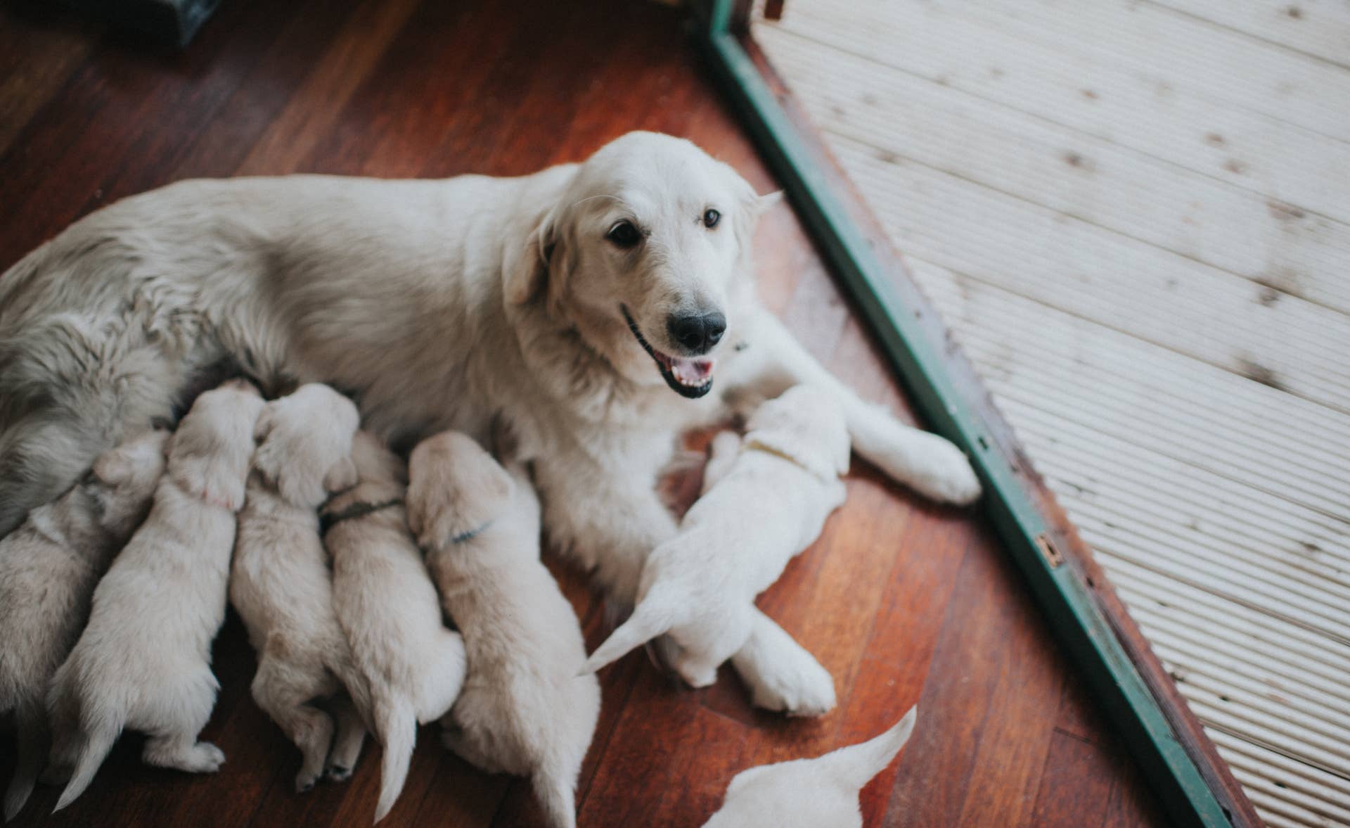 Rit Rever ‘World’s Proudest’ Golden Retriever Brings Dad Her Puppies - Parade Pets