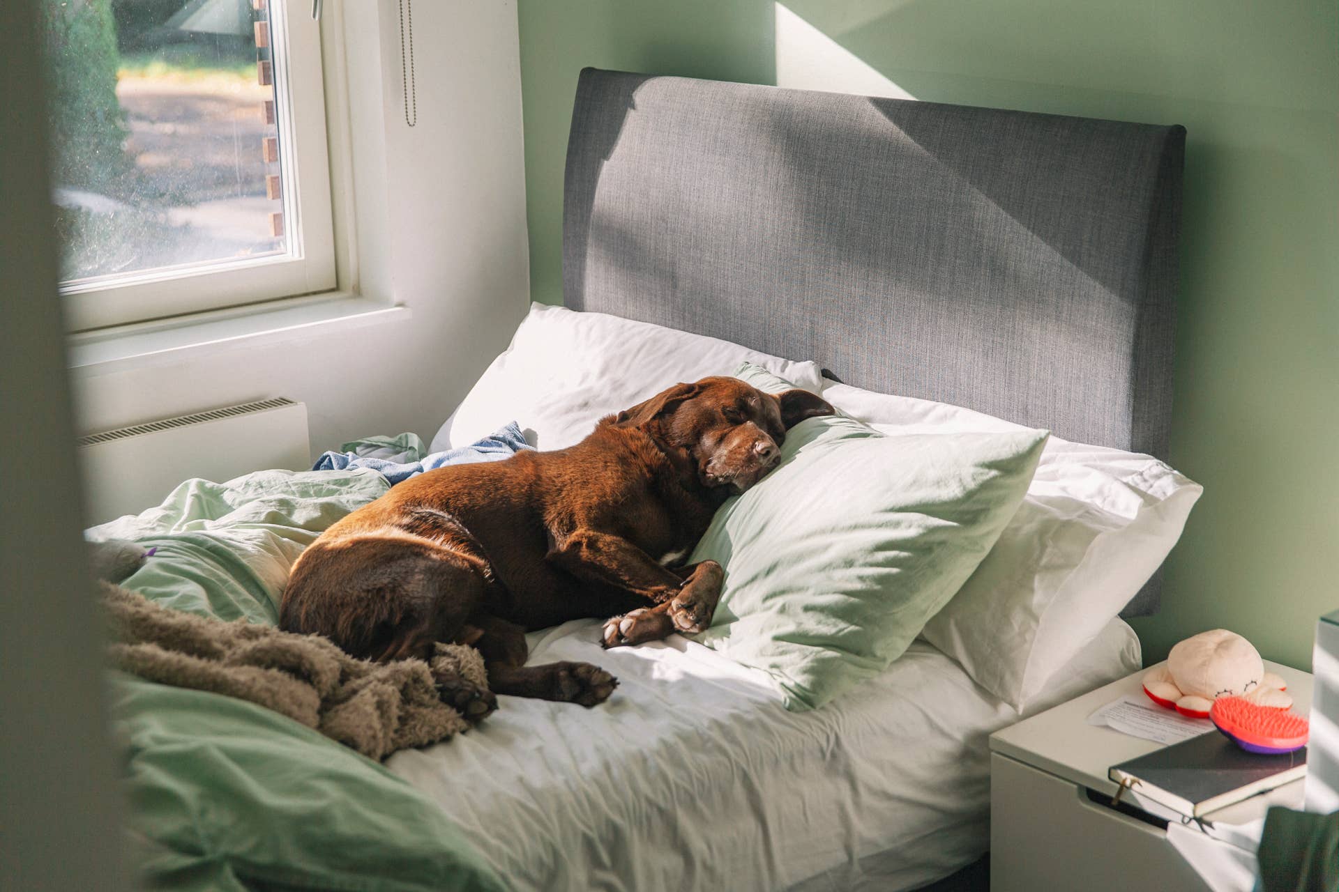 How to Transition Your Dog's Exercise Routine to Fall - Parade Pets