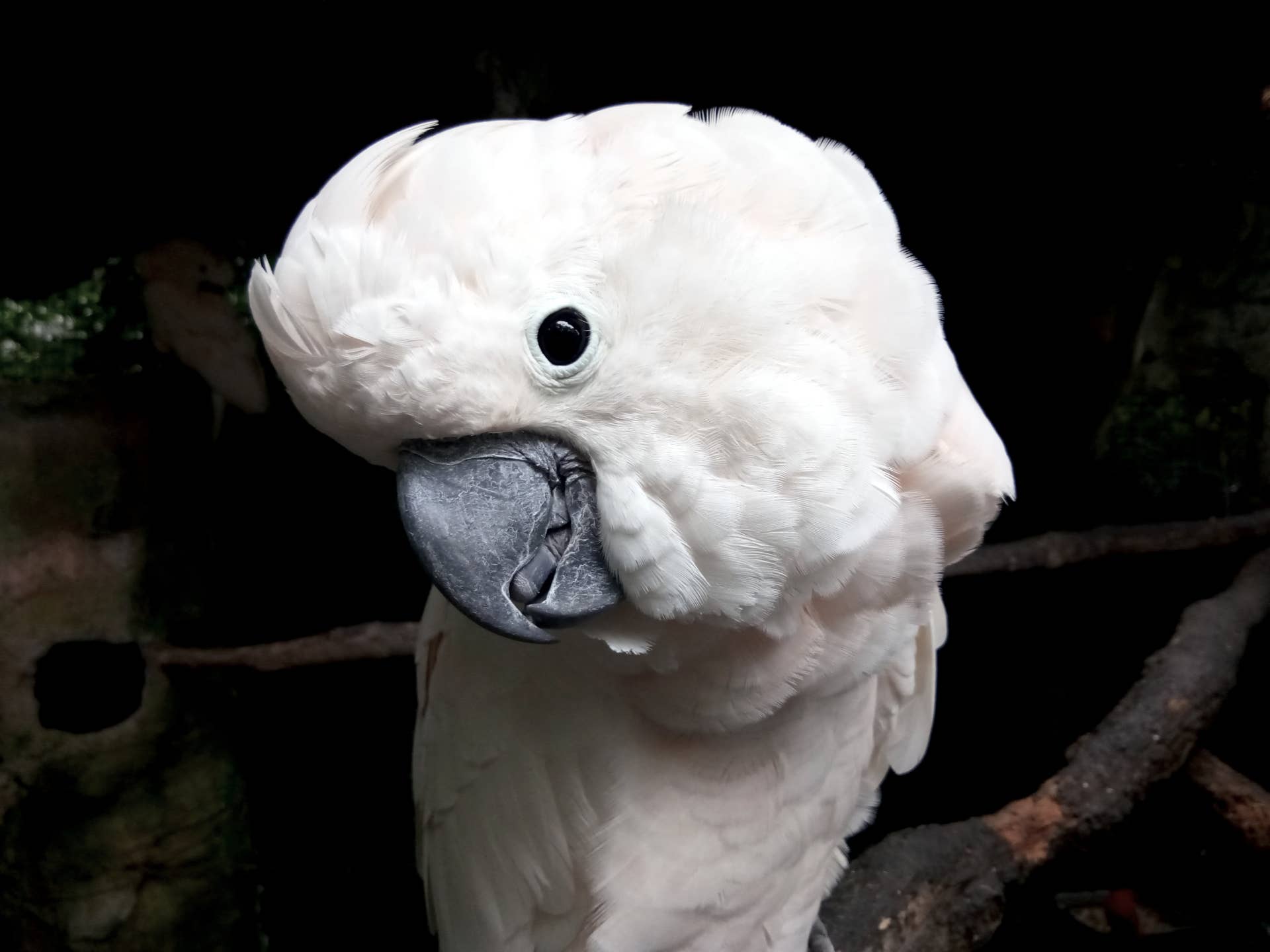 Hilarious Cockatoo Turns the School Pickup Line Into His Own Personal ...