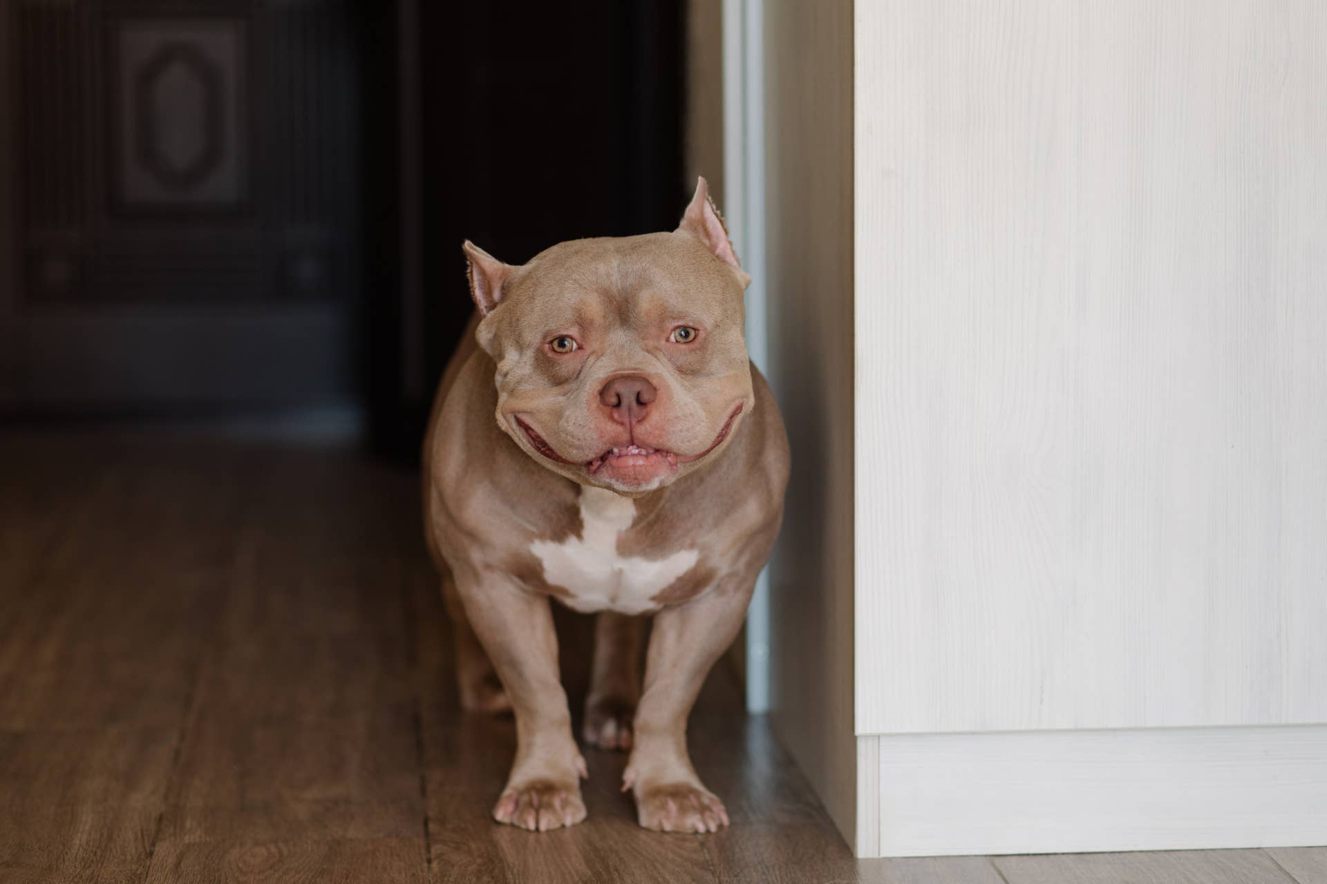 American Bully Is Left Alone With a Trampoline and a Dream