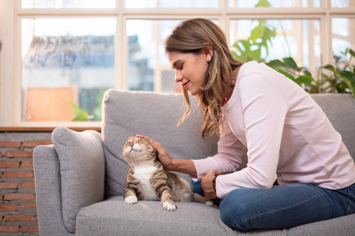 8 Ways Cats Try To Make You Feel Better Say Experts Parade Pets 8-ways-cats-try-to-make-you-feel-better-say-experts-parade-pets