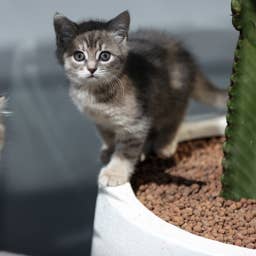 Adorable Grey Kittens From 'Weather' Litter Have the Most Fitting Names