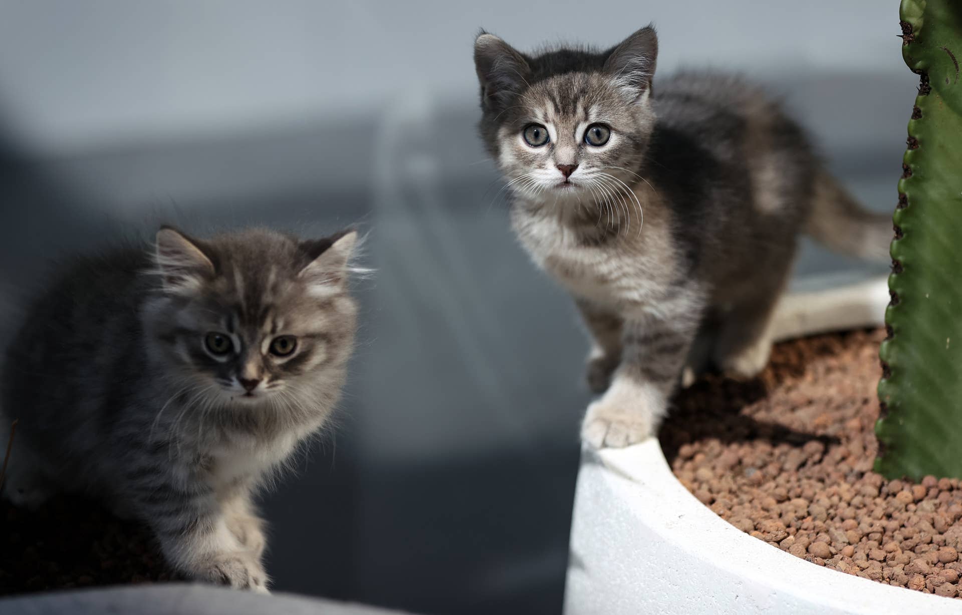 Adorable Kittens From Weather Litter Have The Most Fitting Names Adorable Kittens From Weather Litter Have The Most Fitting Names