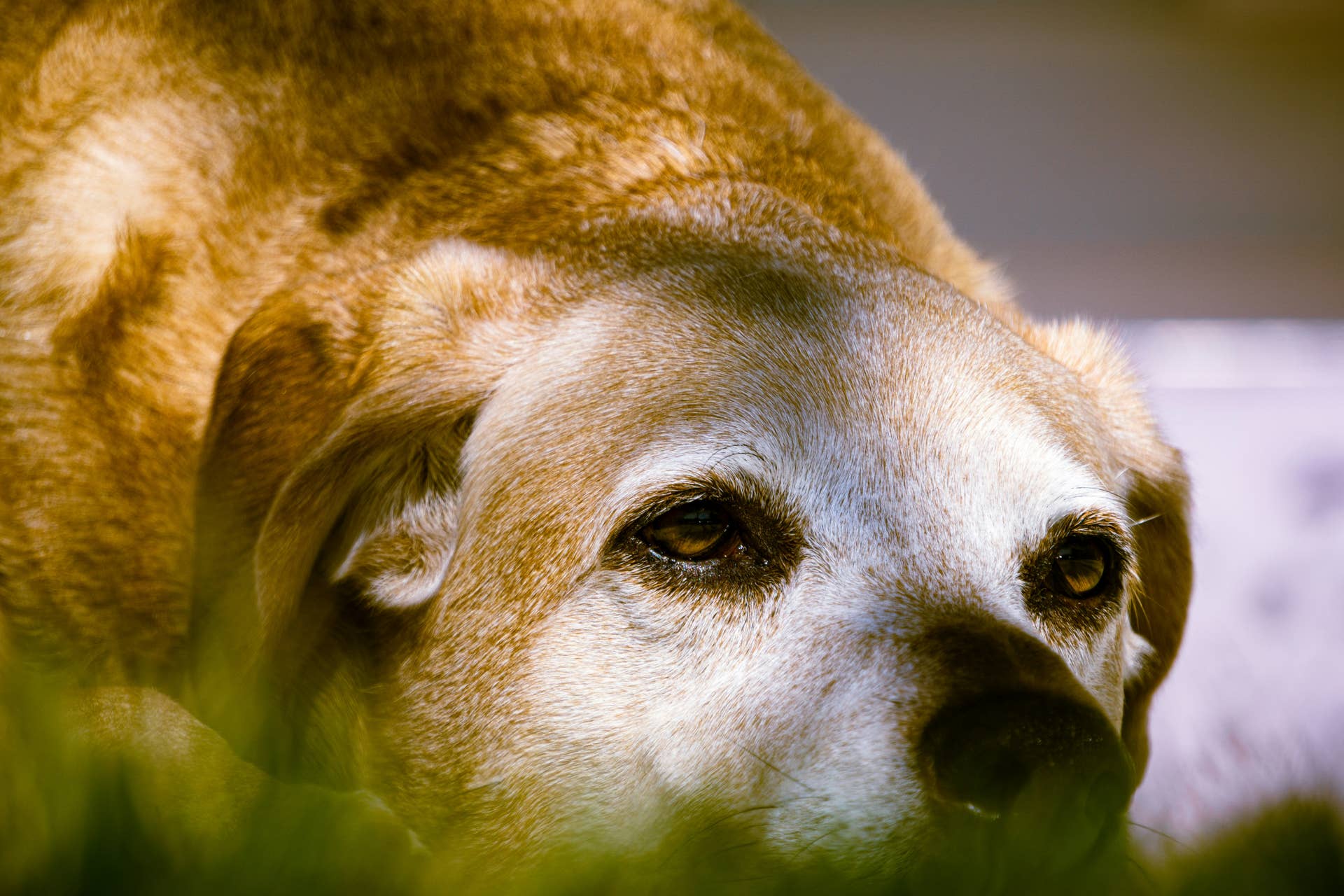 Senior Shelter Dog Dons Fancy Dress and Jewelry to Boost Adoption ...