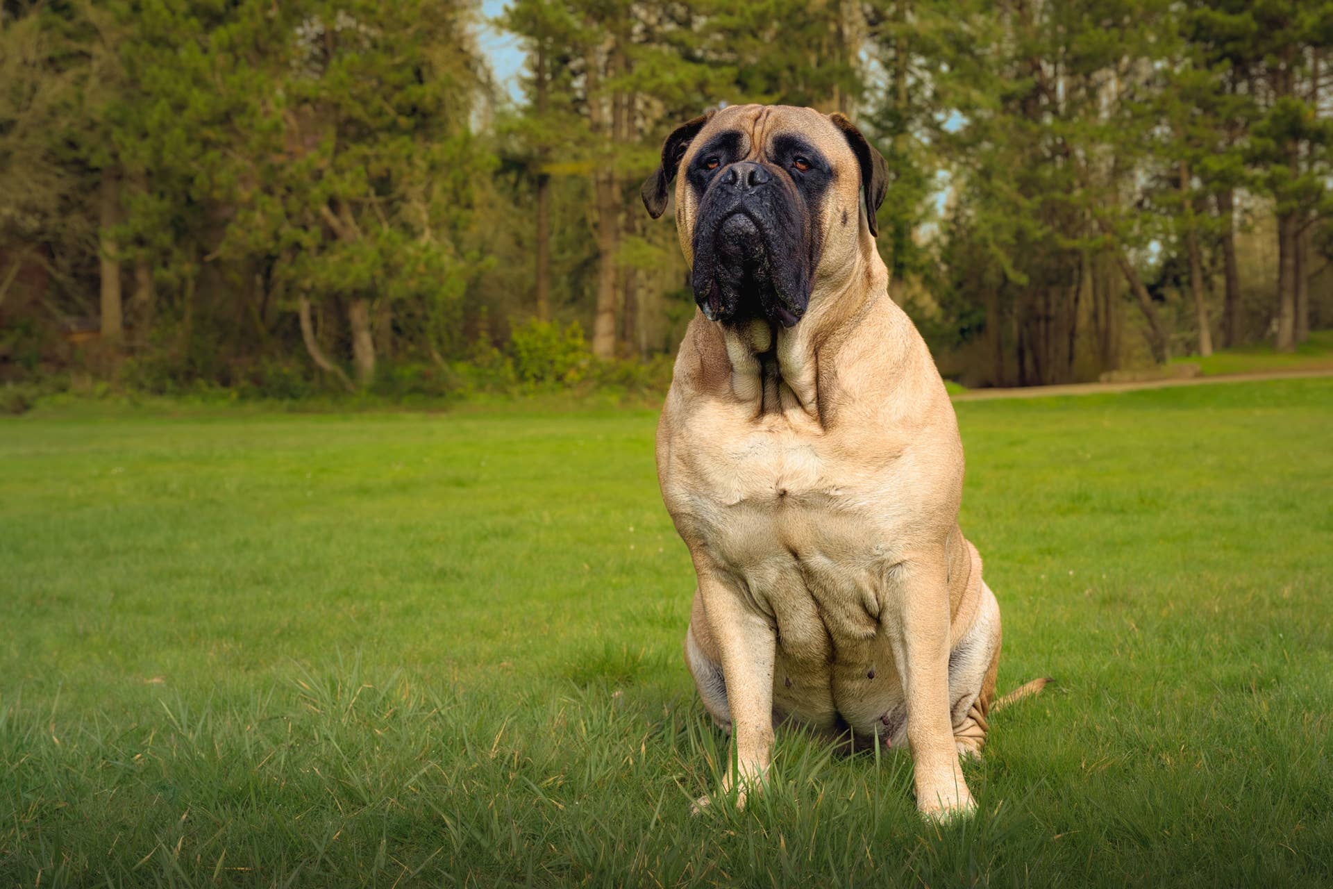 Giant Mastiff ‘Corralled’ by Tiny Fence Follows Every Rule - Parade Pets