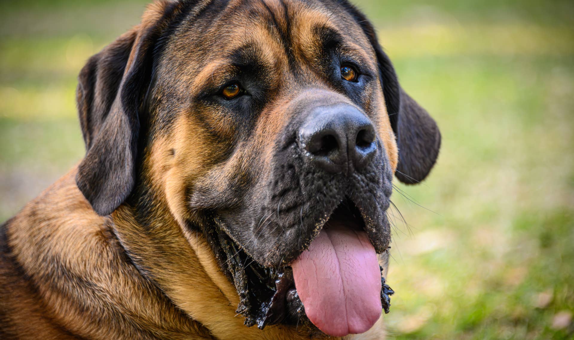 Giant Mastiff ‘Corralled’ by Tiny Fence Follows Every Rule - Parade Pets