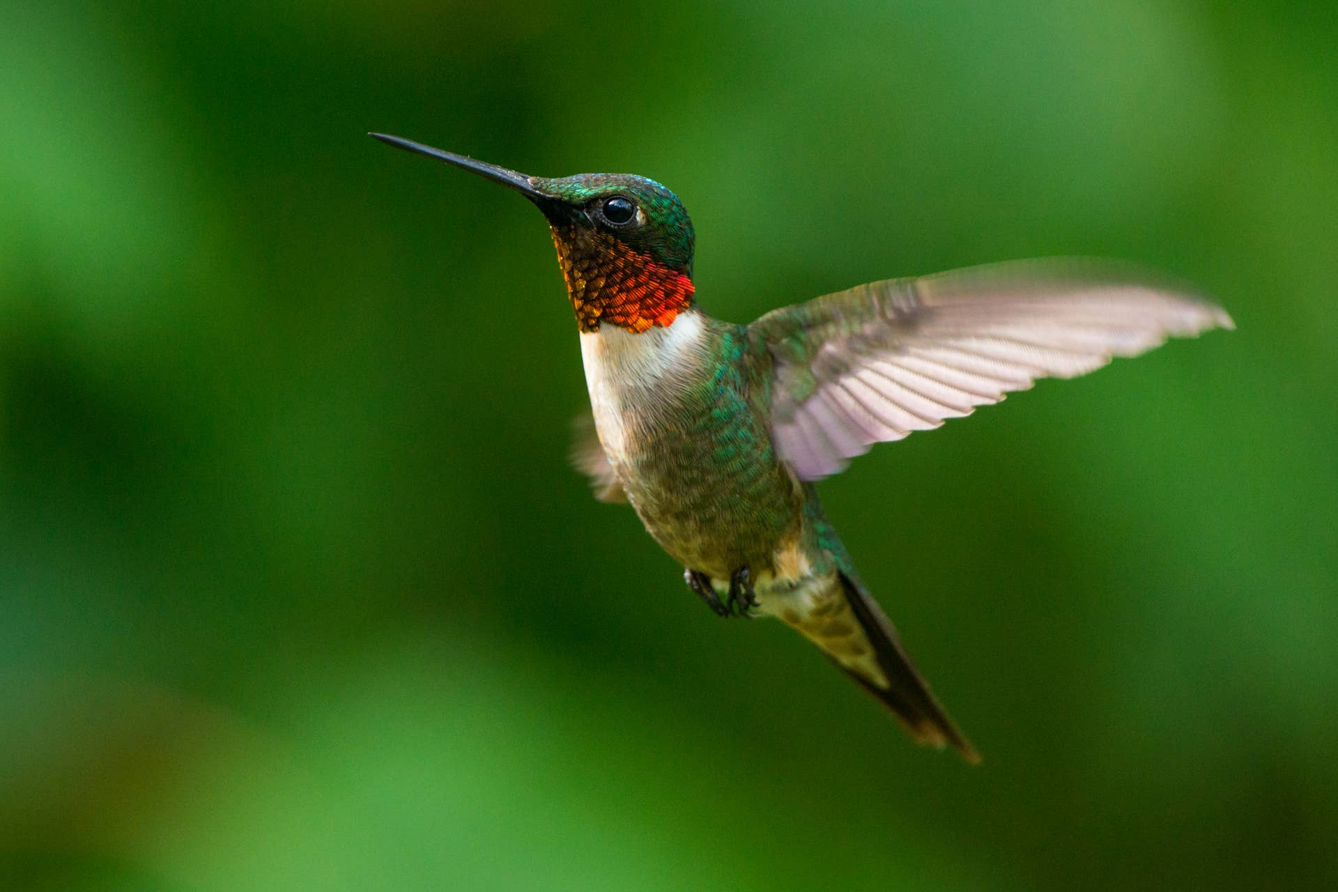 Hummingbird Fall Migration Map: Here's Where and When to Spot Them ...