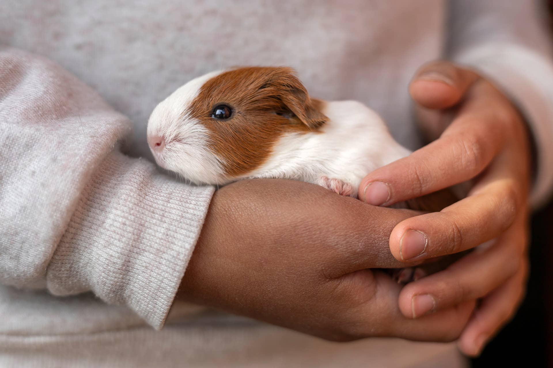 day-old-litter-of-baby-guinea-pigs-are-the-most-precious-little-nugget