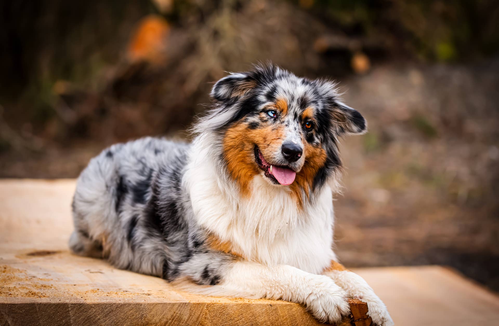 Australian Shepherd's Gorgeous Two-Toned Coat Makes Her Look Like a ...