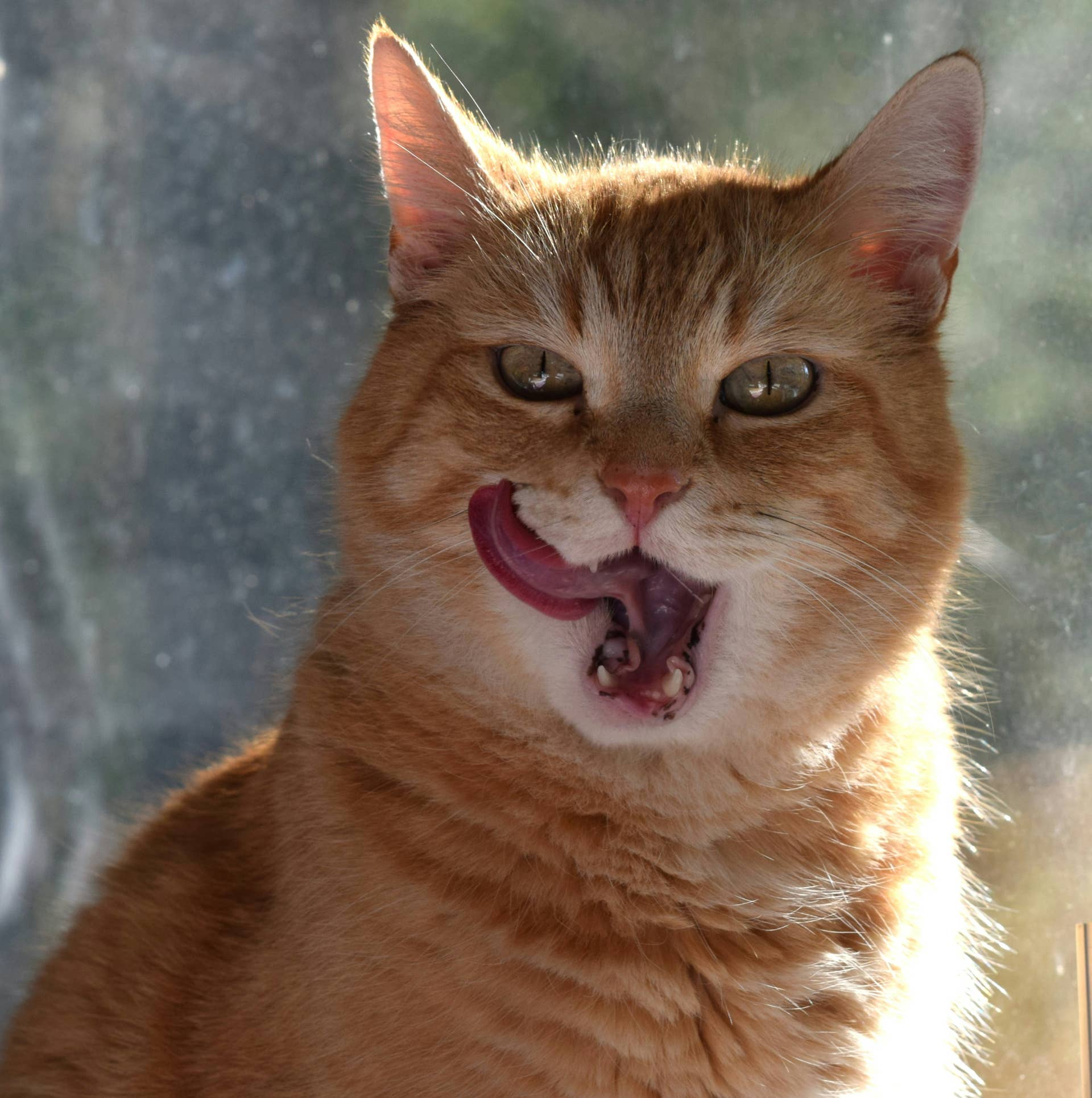 Cat Over Dog Hilarious Orange Cat Acts Like a Trash Panda in the Sink - Parade Pets