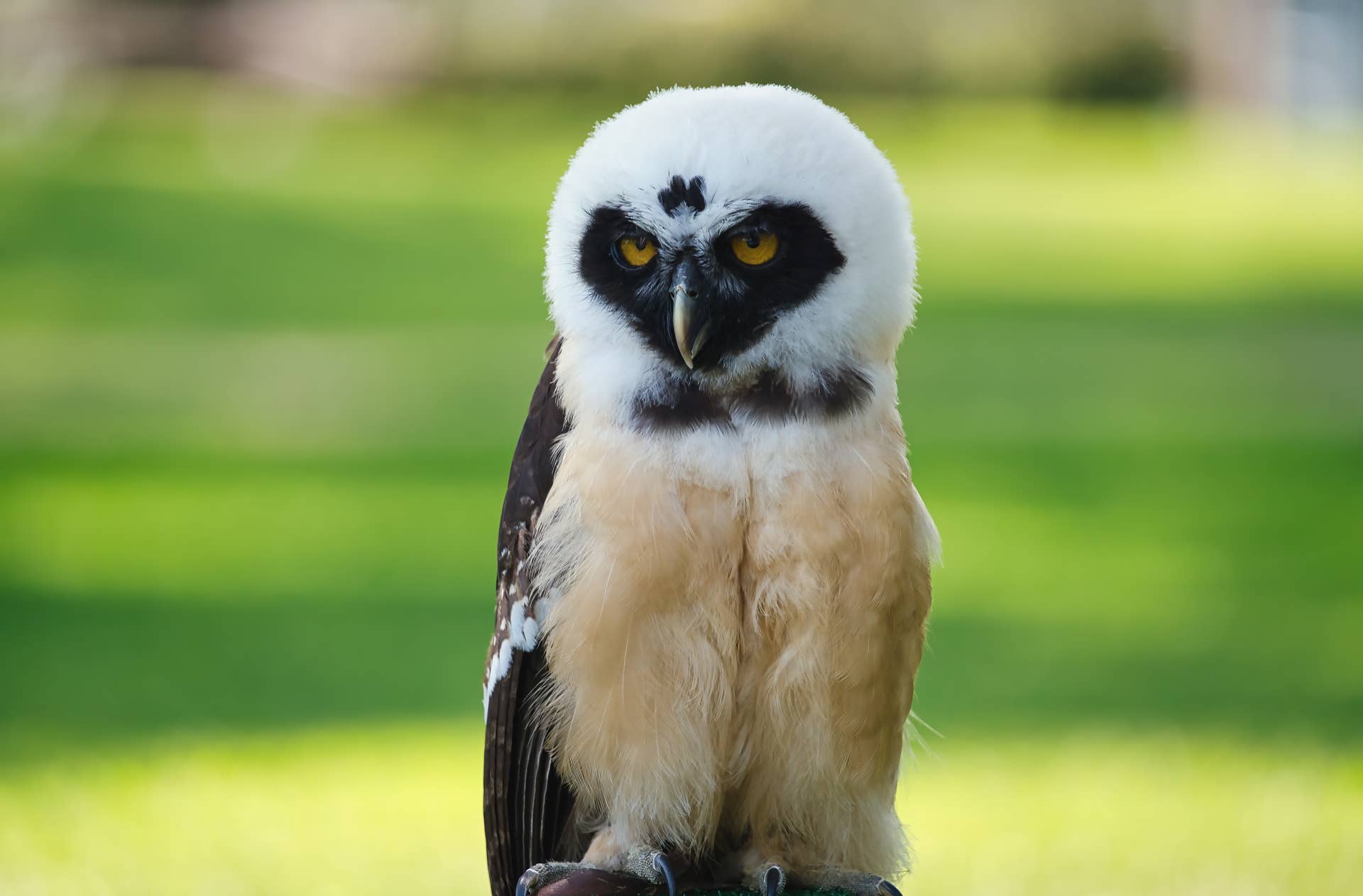Precious 16-Day-Old Baby Spectacled Owl Looks Just Like a Jim Henson ...