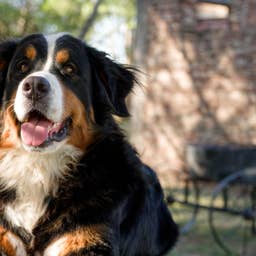 Sweet Bernese Mountain Dog Tries to Make Friends With 'Every Creature He Comes in Contact With'