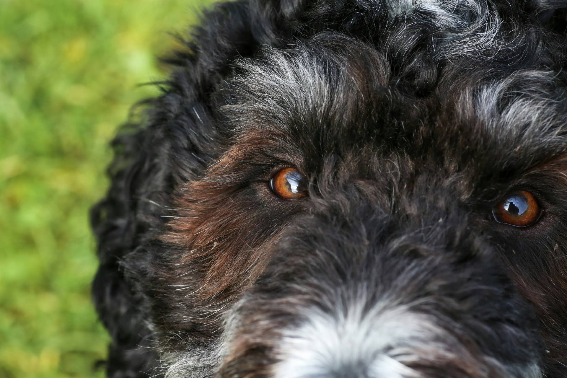 Mini Bernedoodle Turns Into A Stuffed Teddy With Batteries Over New mini-bernedoodle-turns-into-a-stuffed-teddy-with-batteries-over-new