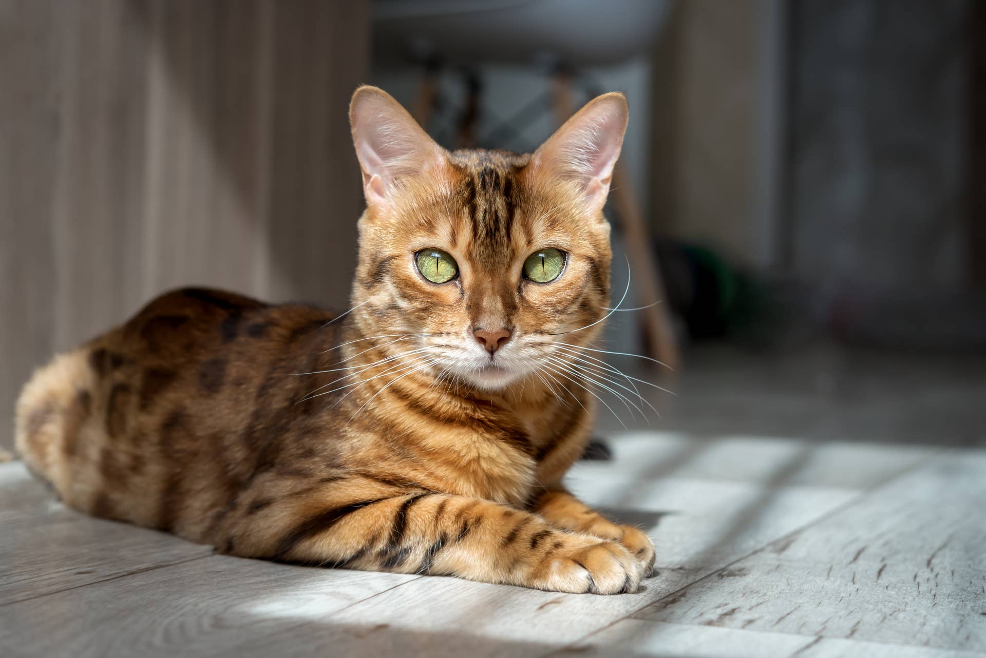 Orange Cat's Tail Becomes Kitten Toy in Epic Twist - Parade Pets