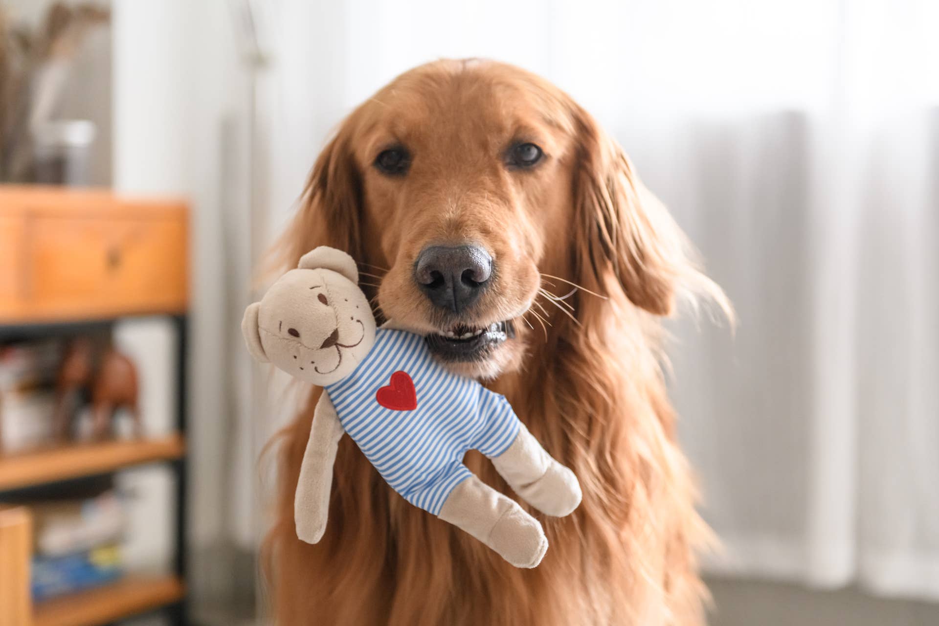 Golden Retriever Gets Put in ‘Face Jail,’ Becomes Fashionista - Parade Pets
