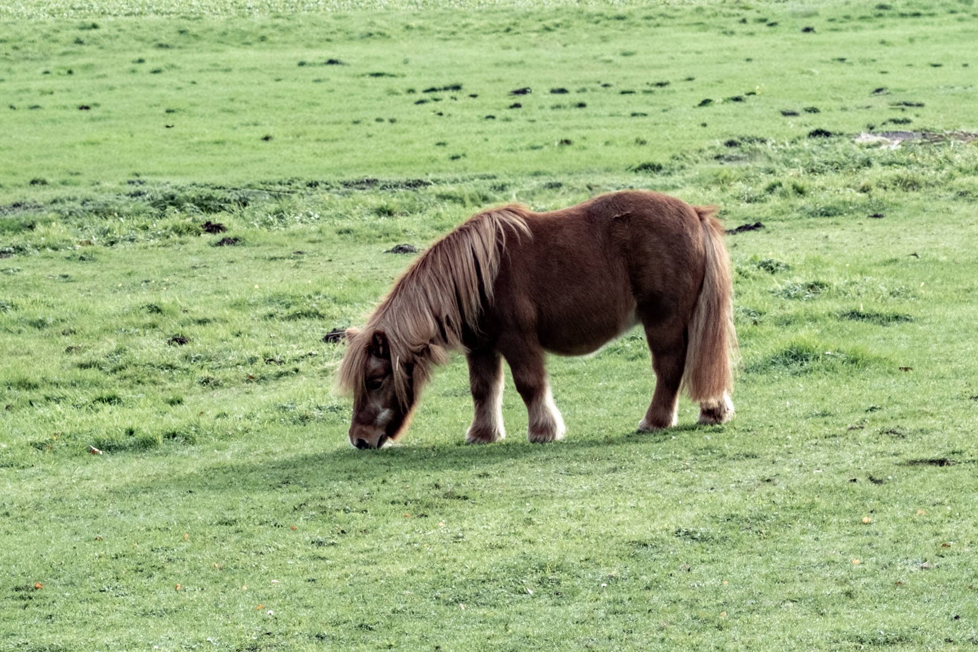 Mini Walk In Rescue Pony and Sheep Form Heartwarming Bond at Sanctuary - Parade Pets