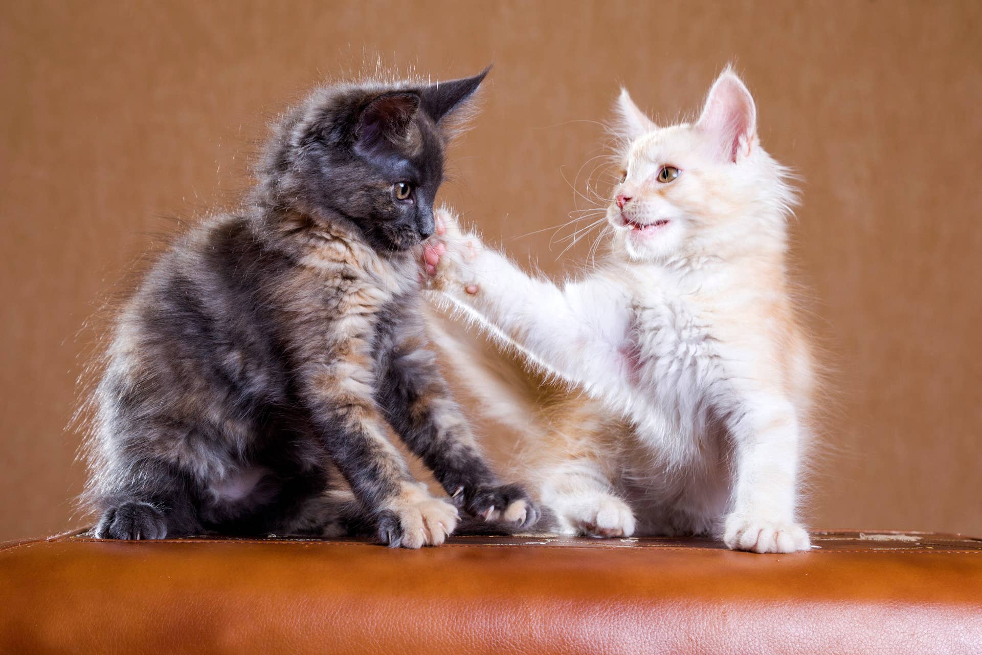 super-excited-mama-cat-can-t-stop-kissing-new-foster-kittens-parade-pets