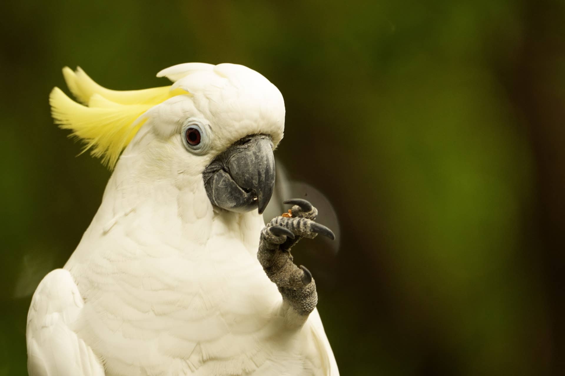 Rescue Cockatoo in Tiny Sweater 'Stepping Up' for the First Time Has ...