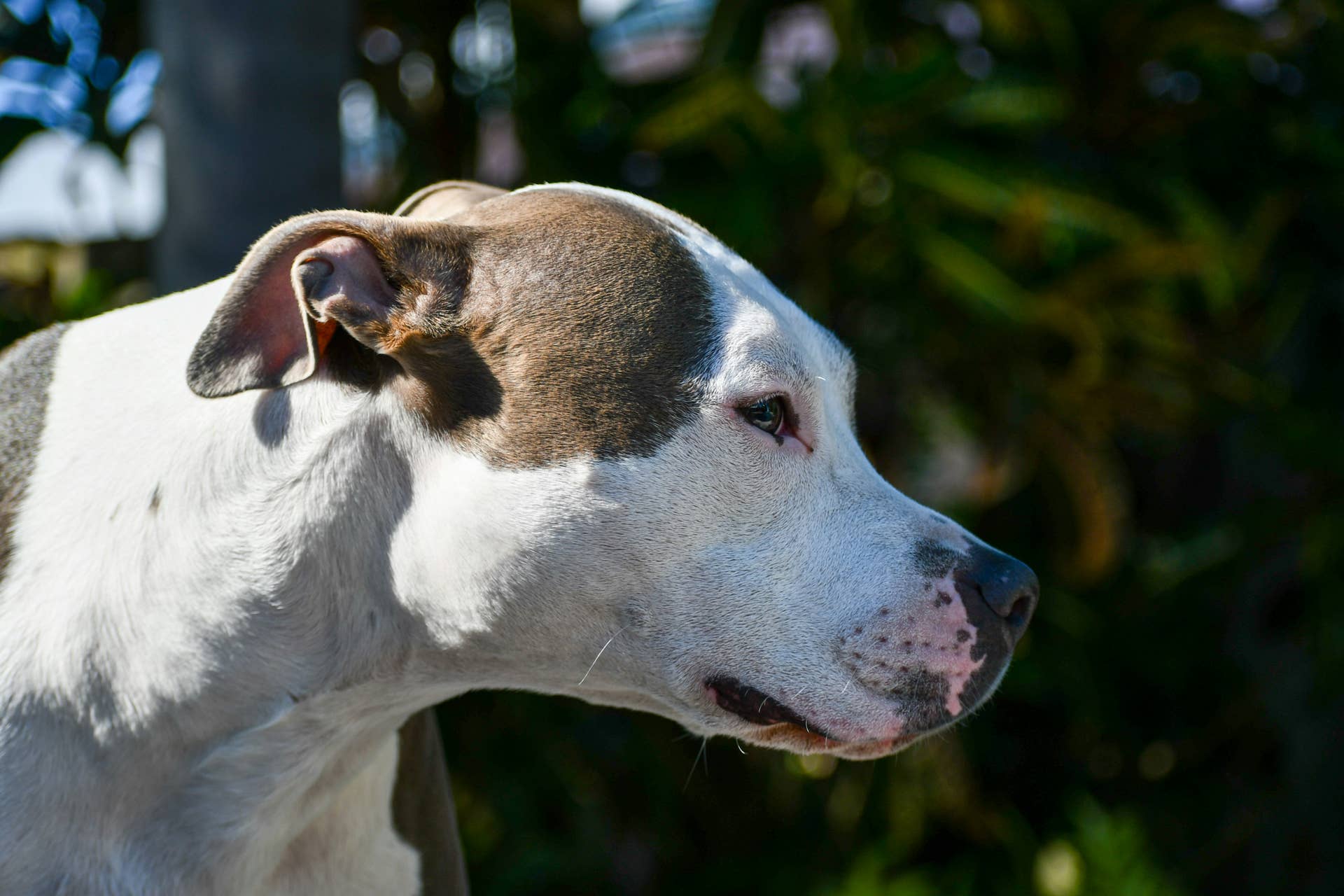 Shelter Pit Bull Mix Meets Her New Dad and Jumps Straight Into His Lap ...
