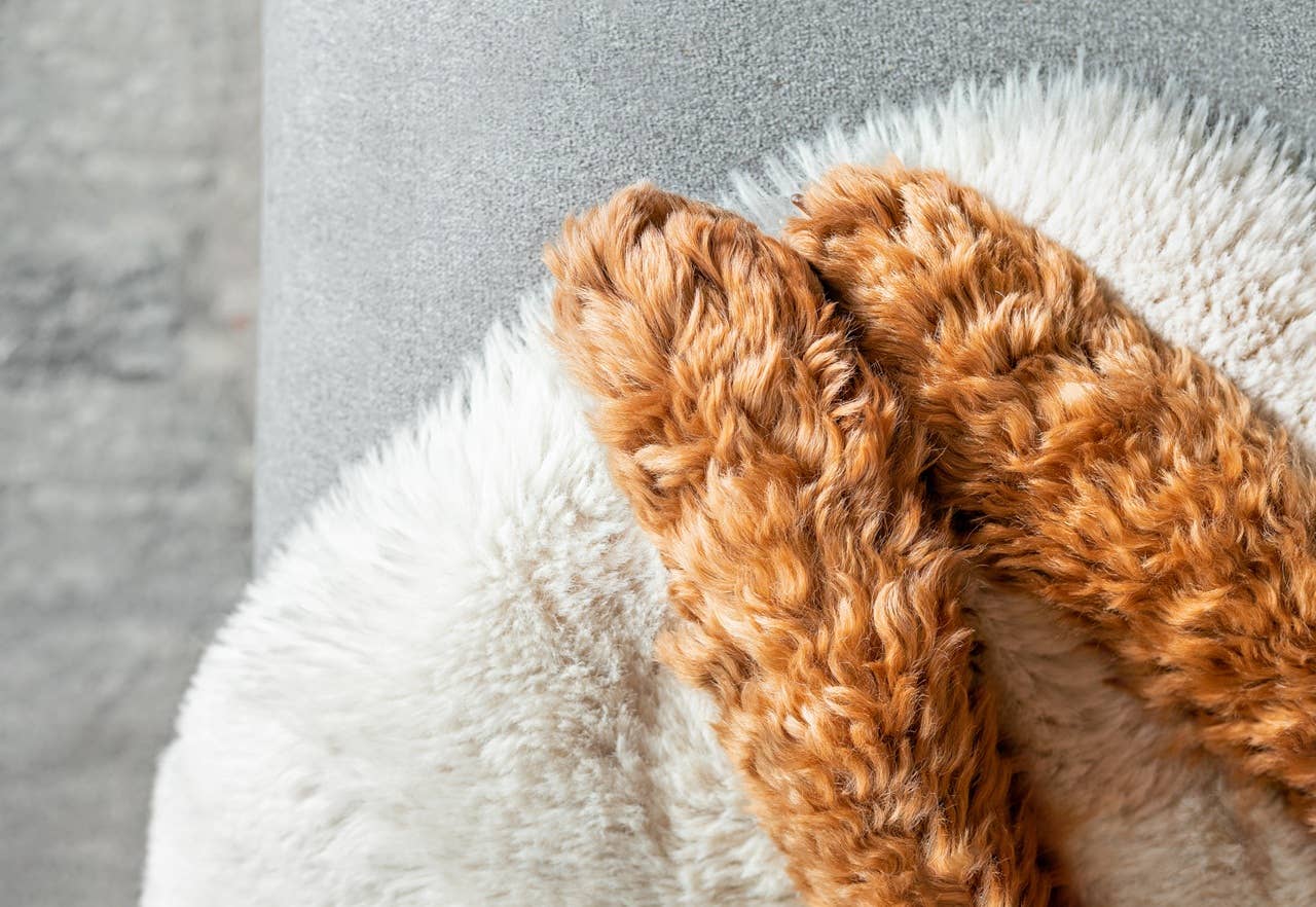 Goldendoodle Puppies Look Like Tiny Pieces of Caramel Popcorn - Parade Pets