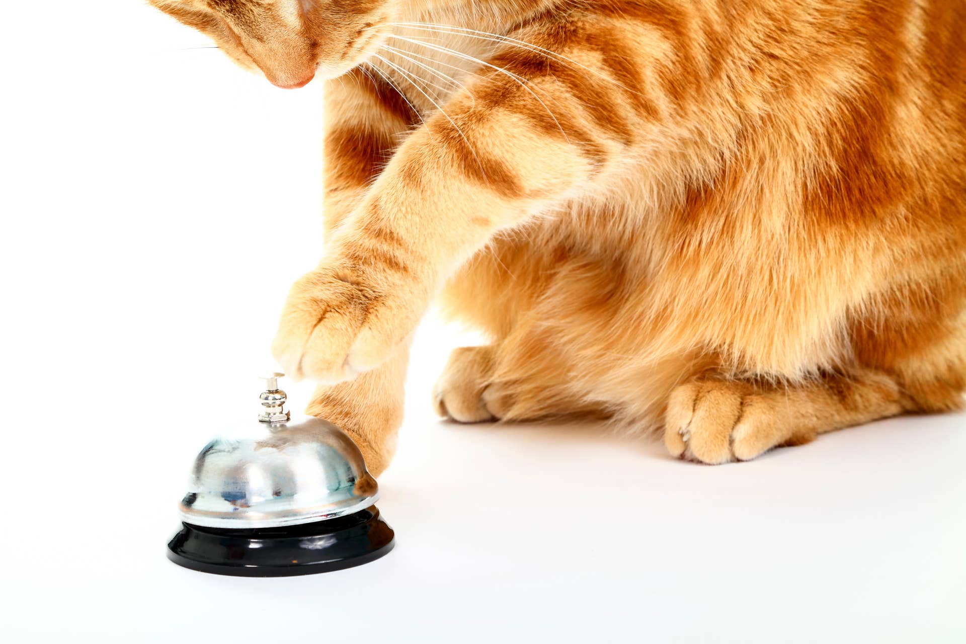 Tabby Cat Ringing Bell for Chicken Is a Polite Gentleman - Parade Pets