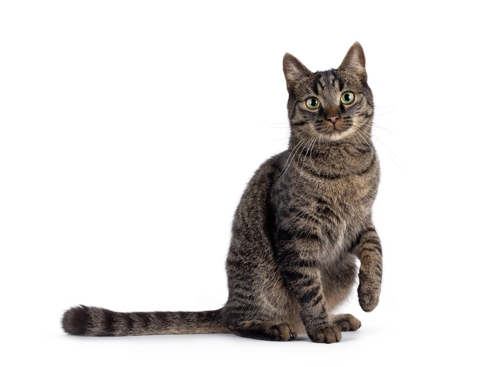 Tabby Cat Advocates for Pregnant Mom by Enlisting 'Spare Human' for Help