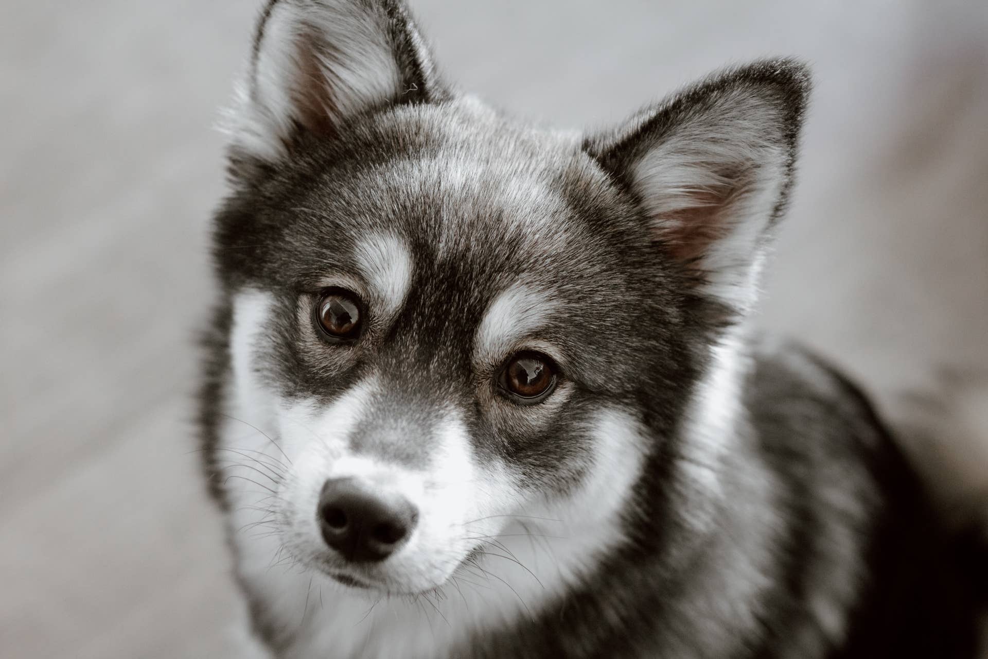 Backround Pomsky Tiny Pomsky Puppy Sees the Vet’s Hair and Thinks ‘Mmm, Lunch’ - Parade Pets