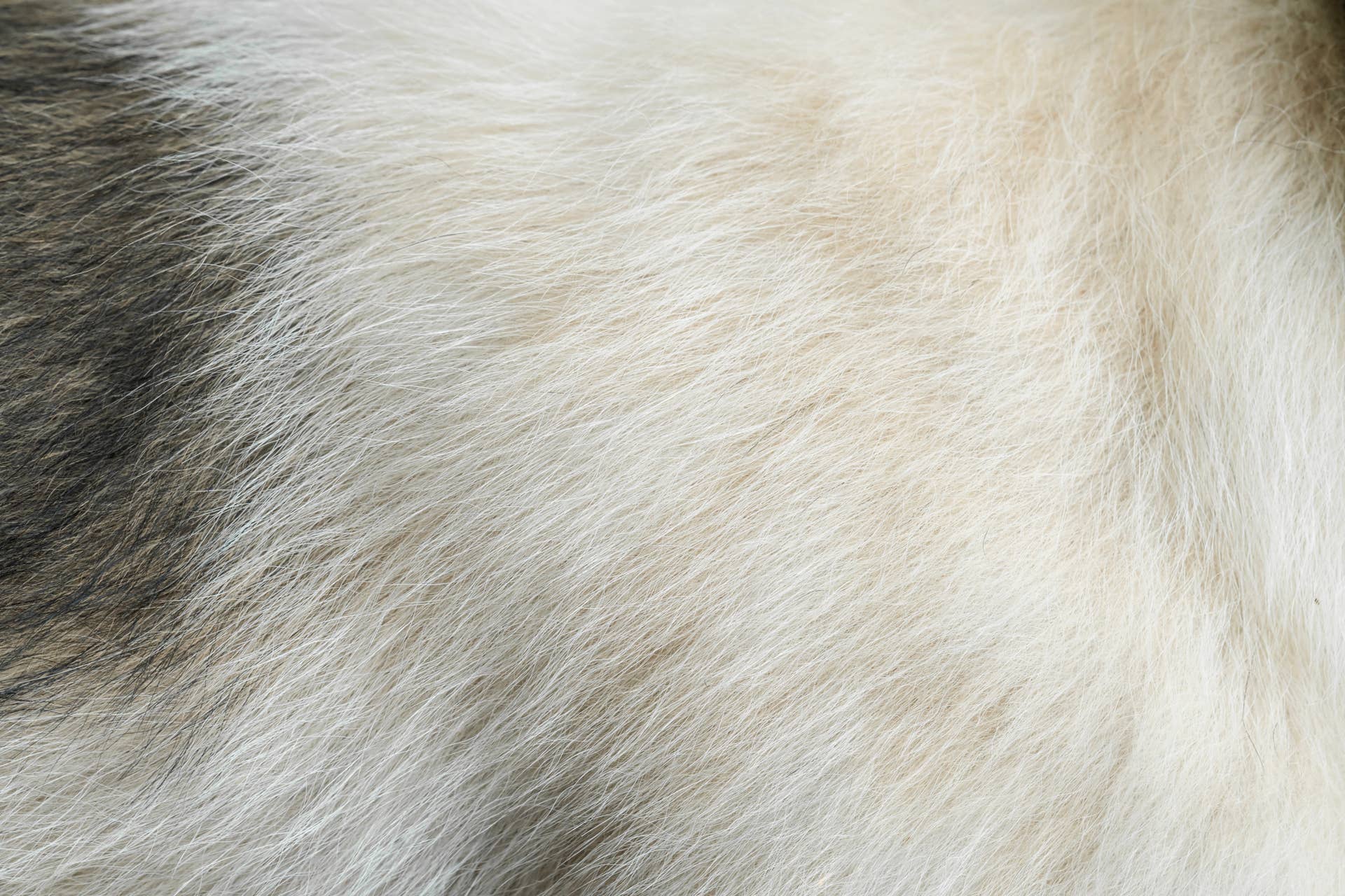 Pyramind Dog Rare Albino Shih-Tzu Named Marshmallow Is a Sight to Behold - Parade Pets