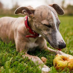 If Your Dog Eats an Apple, Here’s What Veterinarians Want You To Know
