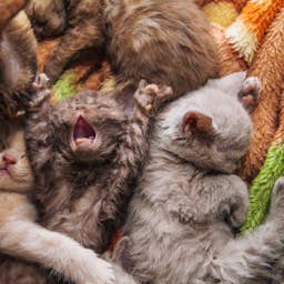 Stunning Maine Coon Kittens in a Puddle of Sunshine Look Like Little Angel Babies