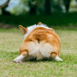 Fluffy Corgi Puppy Looks Just Like a 'Little Potato With Feet'