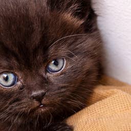 Precious British Shorthair Kitten Named 'Olive' Looks Like a Little Chocolate Baby Bear
