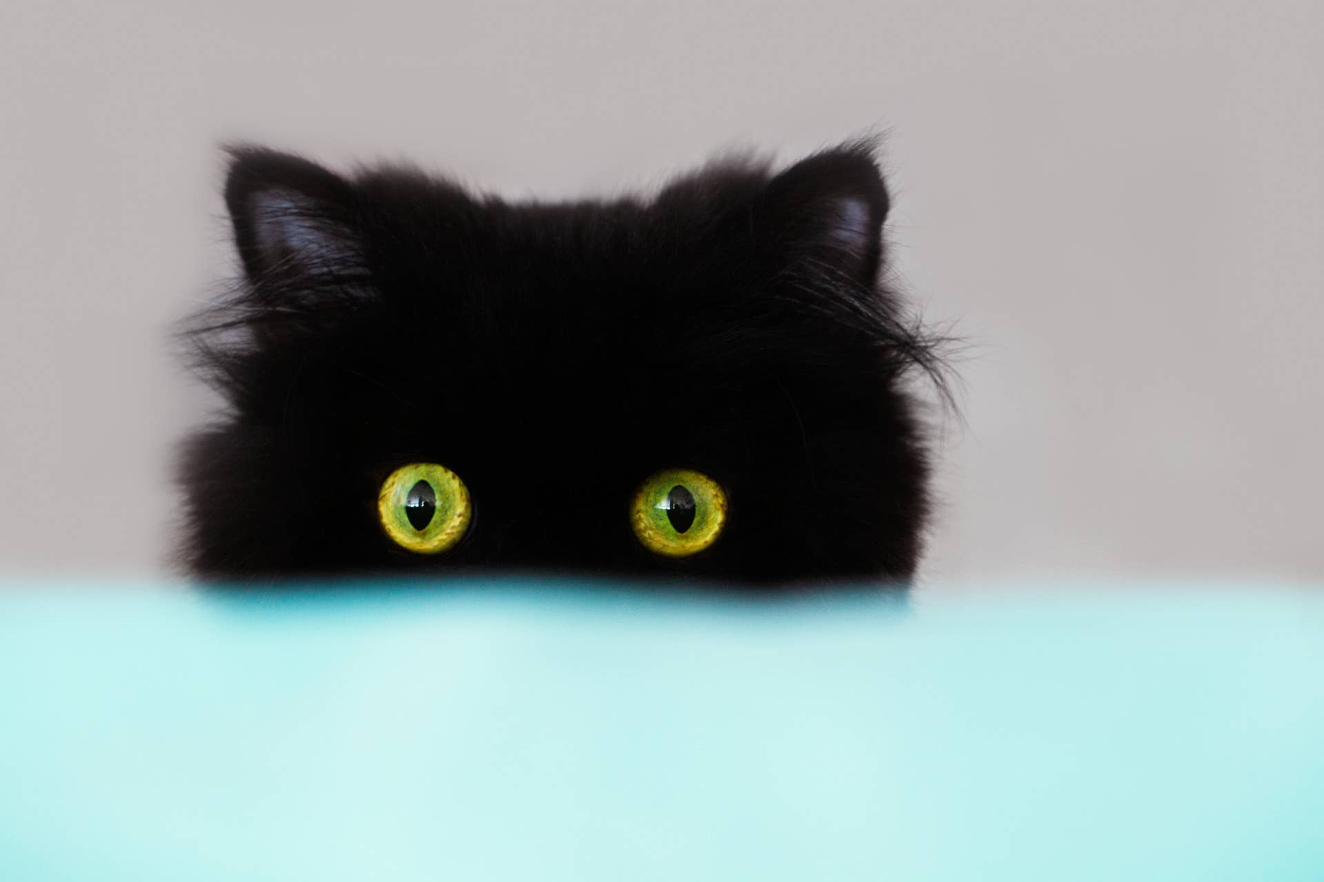 Exotic Shorthair Cat's Chubby Face Makes Him Look Like a Real-Life Emoji