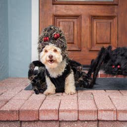 10 Pet-Safe Halloween Decorations That Won't Harm Your Cat or Dog
