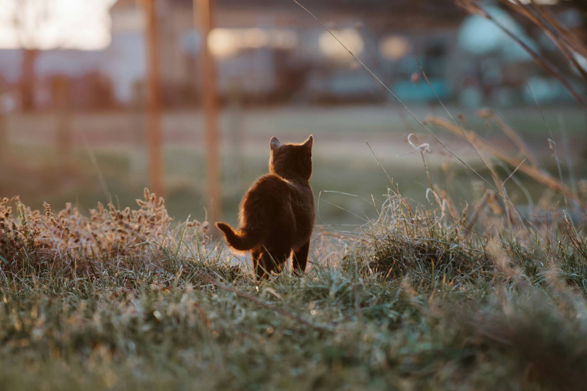 A brown cat standing in the grass
