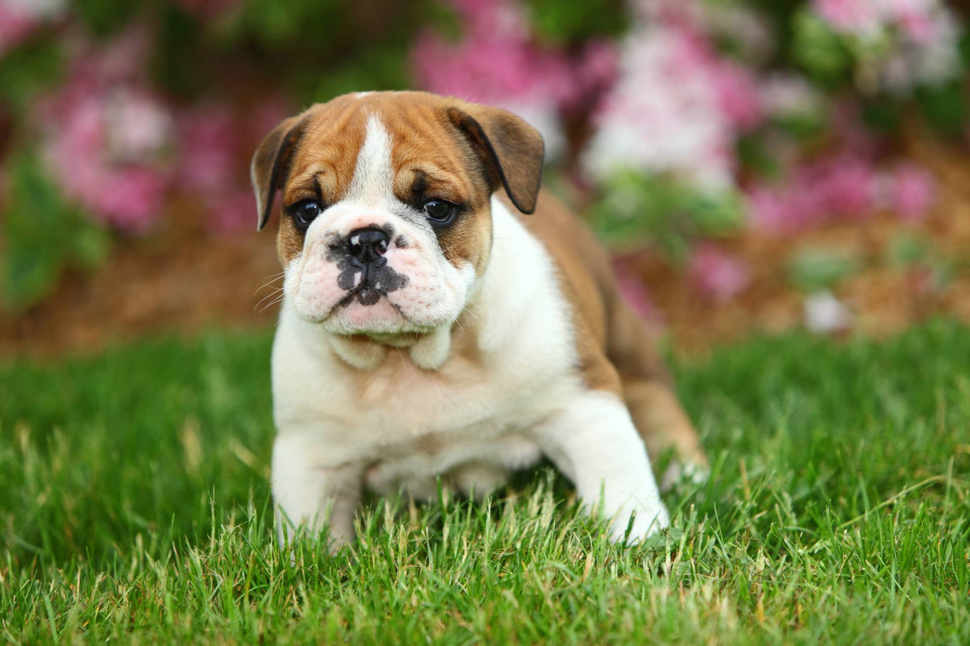 Chubby English Bulldog Puppy Is the Cutest Roly-Poly We've Ever Seen