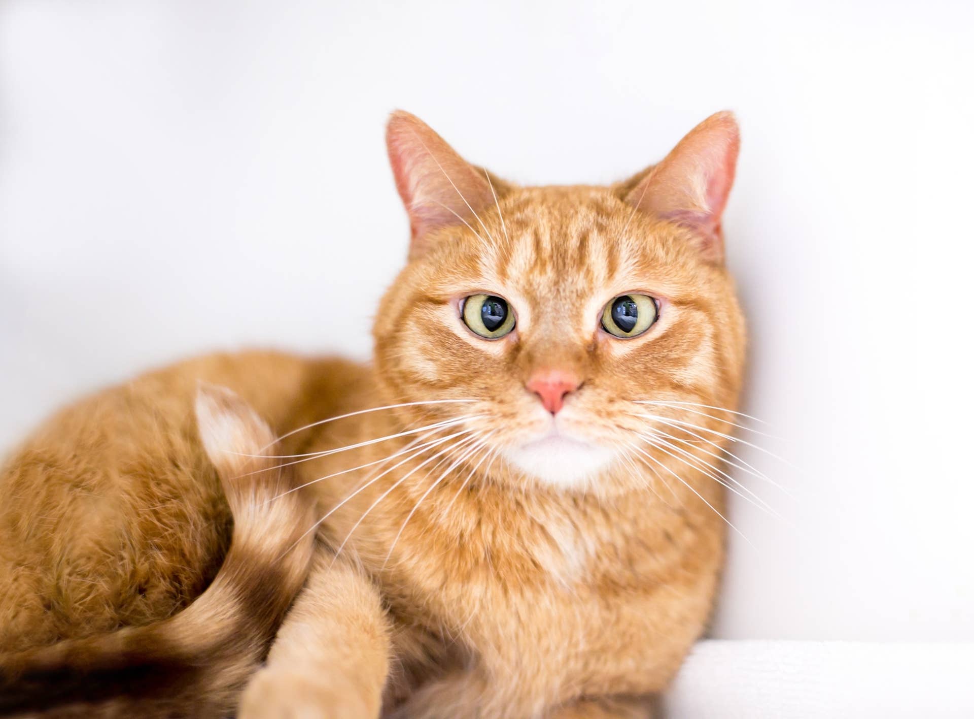 Cross-Eyed Orange Cat Watches the 'Ghost Paper Trend' and Everyone Falls in Love