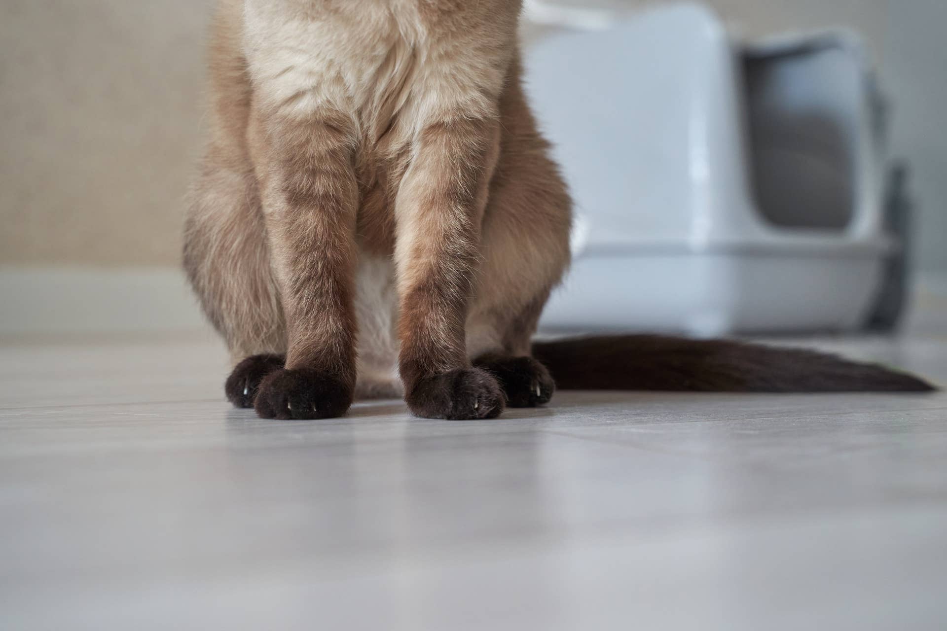 Goblin-Looking Cat Gets Busted Causing Trouble in the Kitchen Sink 
