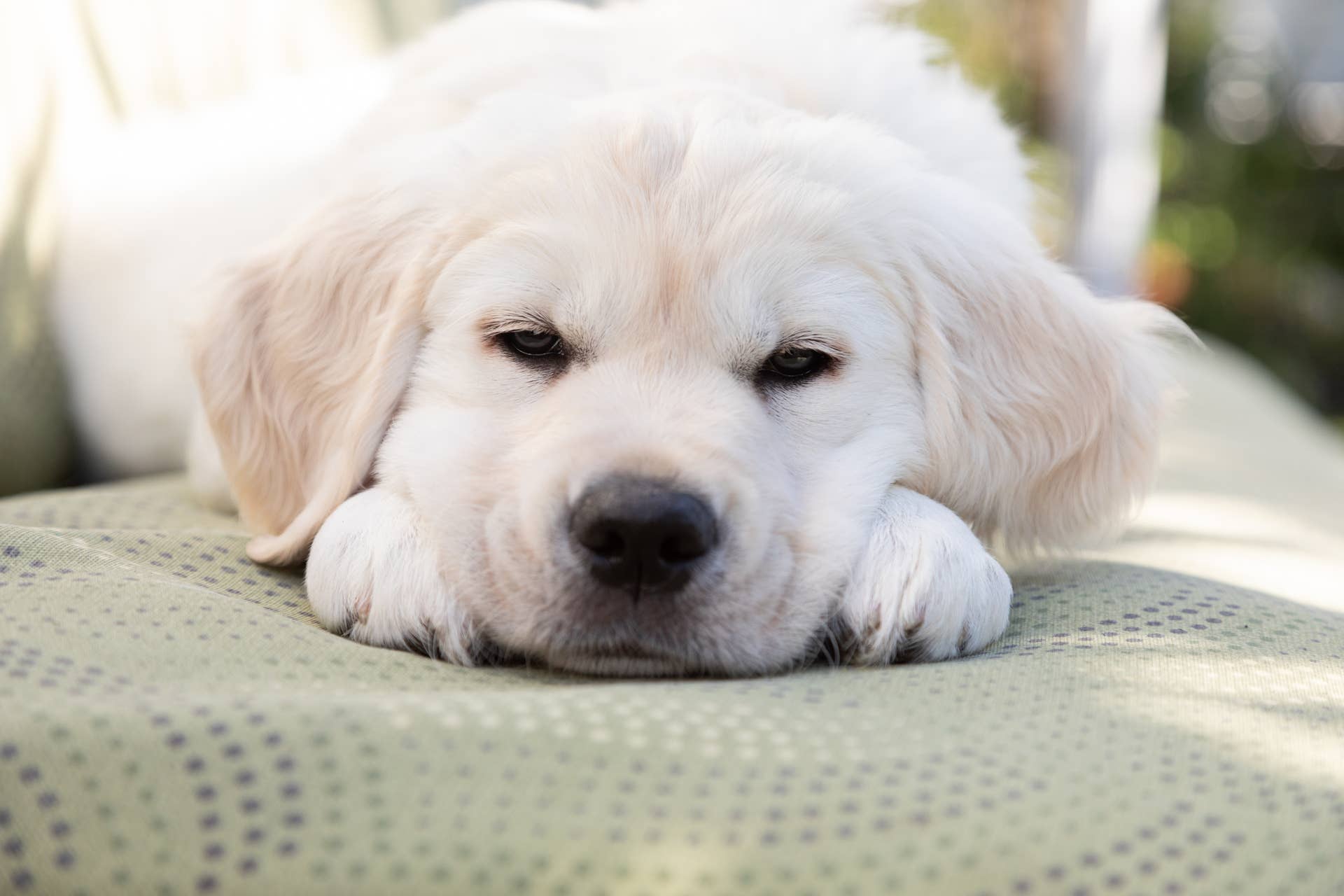 Chunky White Golden Retriever Puppy Looks Just Like a Polar Bear Cub
