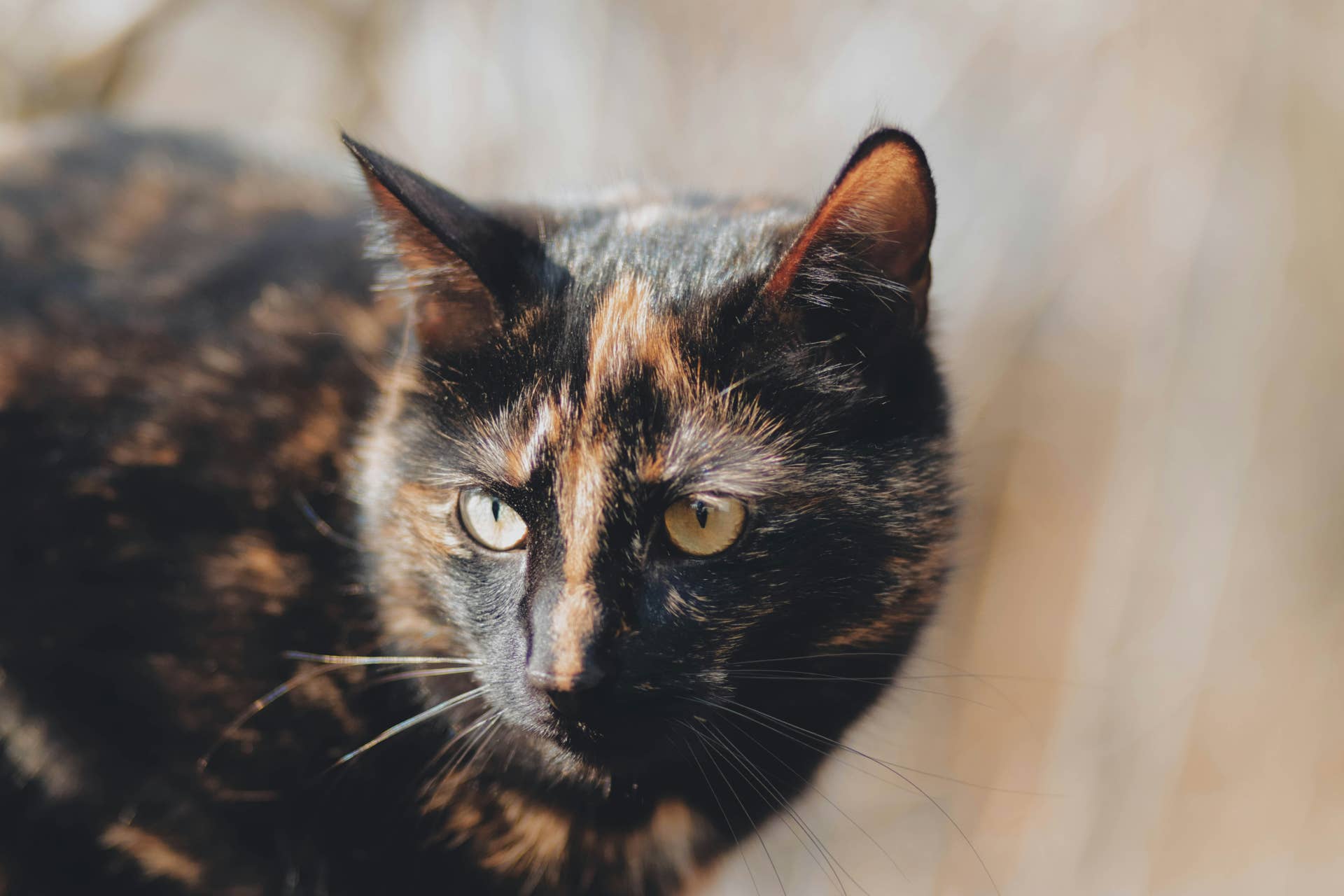 Cat Who Lost Her Beloved Sister Finds the Sweetest Comfort in a New Feline Friend