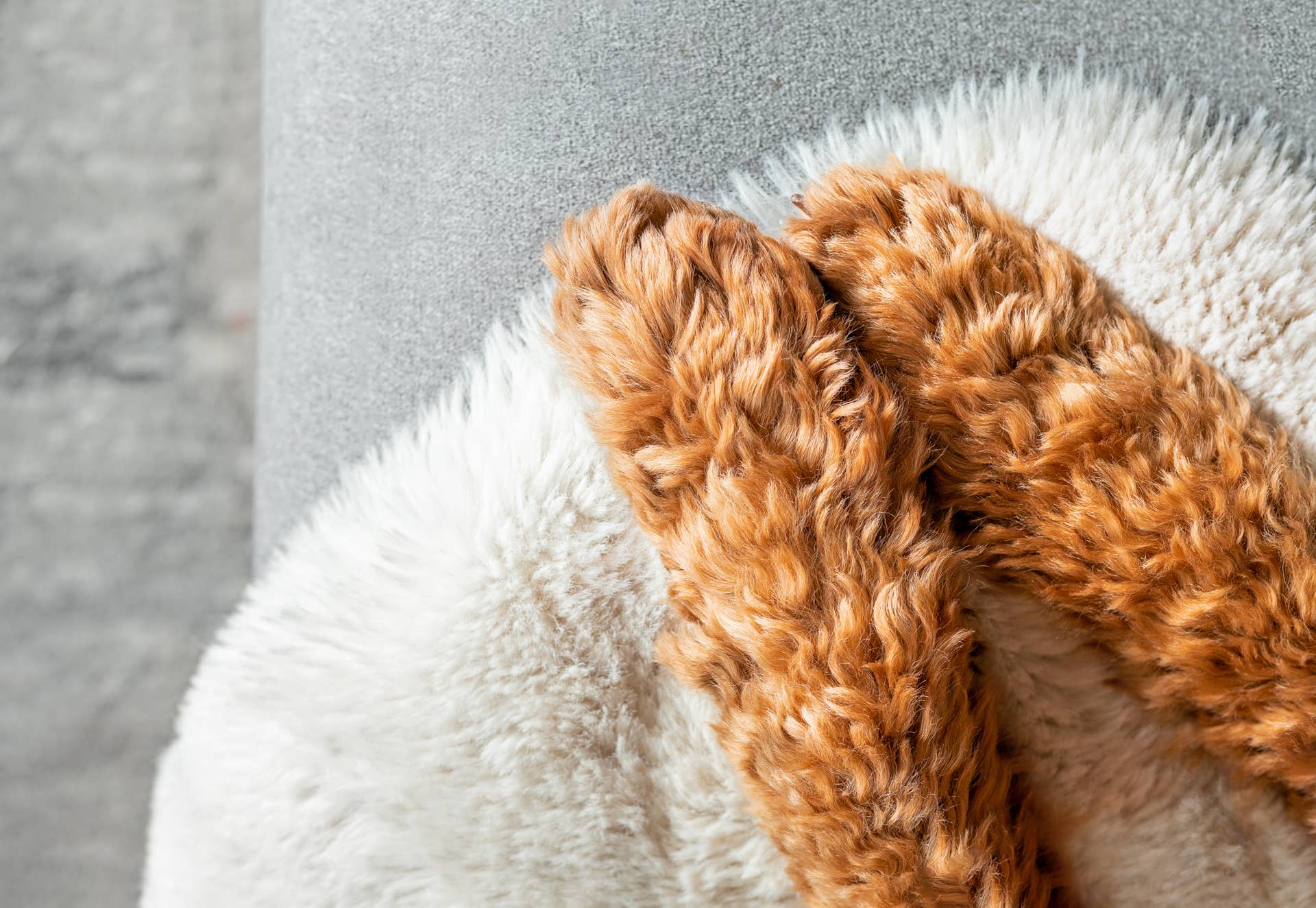 'Ewok' Rescue Dog Transforms Into Fluffy Golden Marshmallow After Haircut
