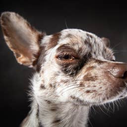 Tiny Merle Chihuahua’s Ridiculous Sneeze Sounds Like a Turkey in a Cartoon