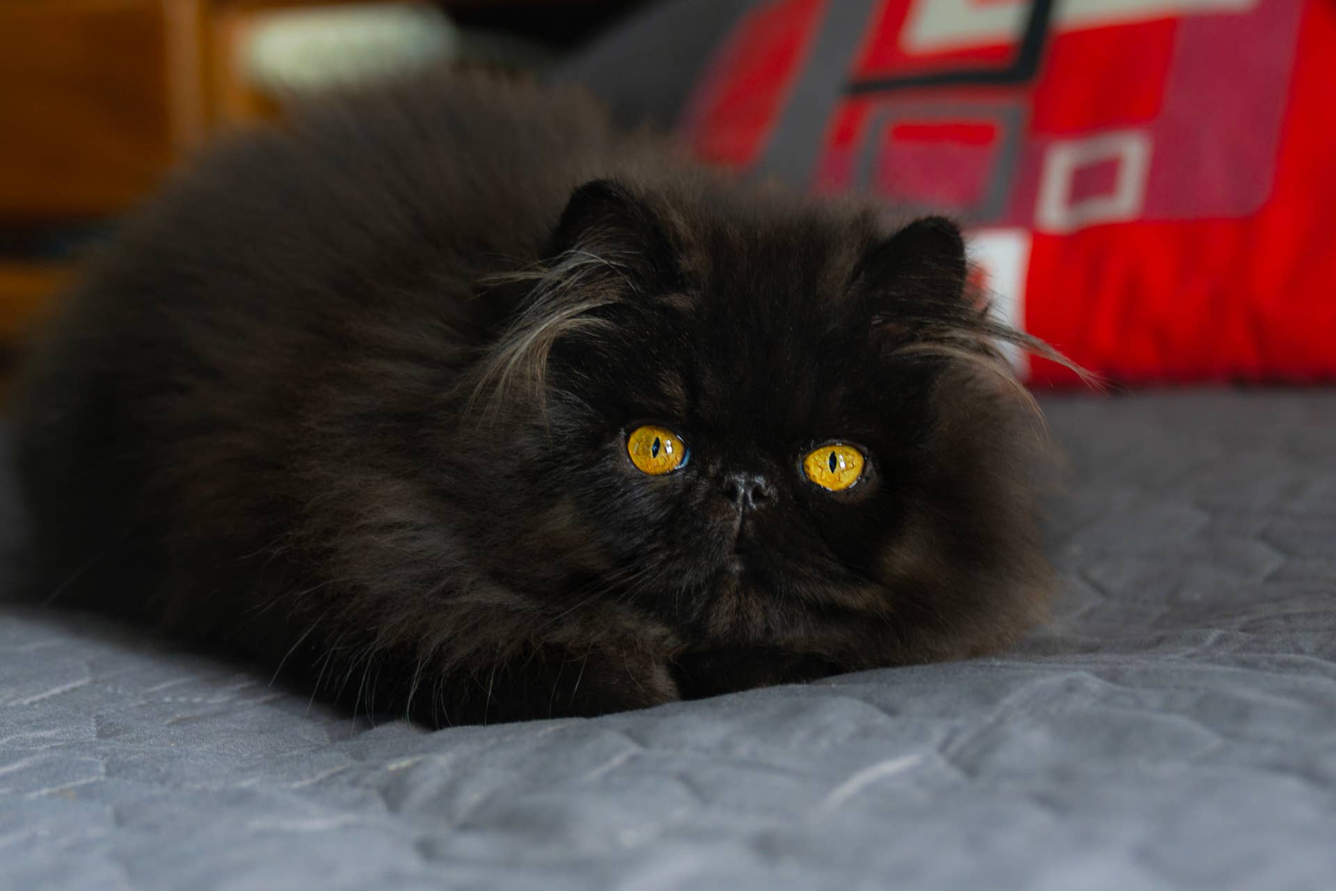 Tiny Black Persian Kitten Looks Like a Dust Bunny With Anger Issues