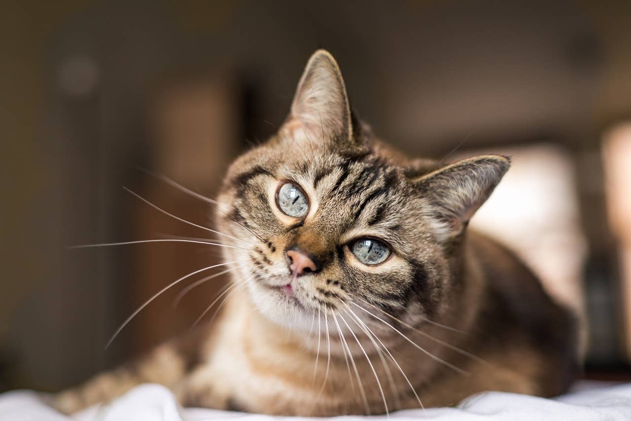 7 Little Things Your Cat Does That Say More Than A Meow Ever Could 7-little-things-your-cat-does-that-say-more-than-a-meow-ever-could